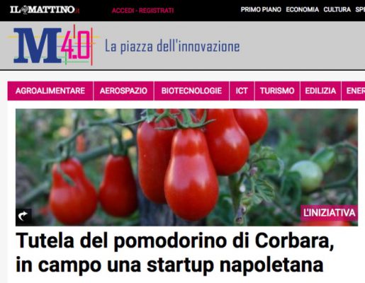 Tutela del pomodorino di Corbara, in campo una startup napoletana