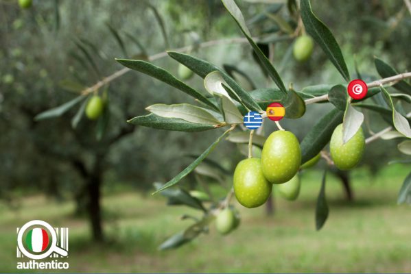 Allarme olio italiano authentico olive italiane olio extravergine
