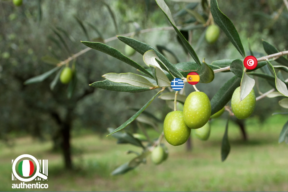Allarme olio italiano authentico olive italiane olio extravergine