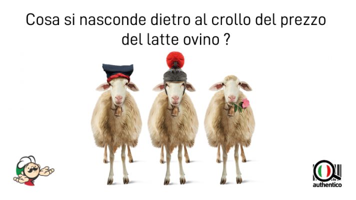 authentico pecorino sardo romano latte ovino pecora pastori sardi fiore sardo autentico
