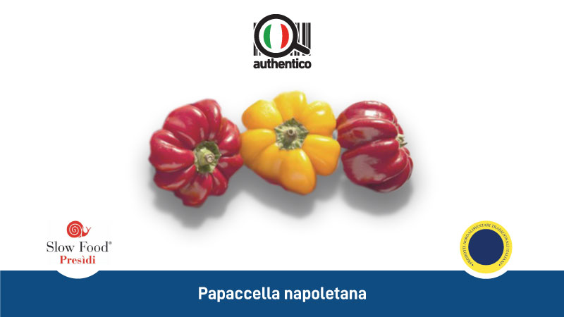 papaccella napoletana