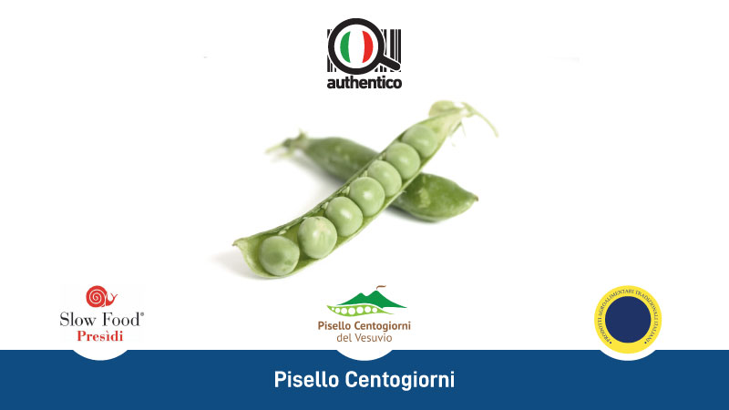 pisello centogiorni del vesuvio