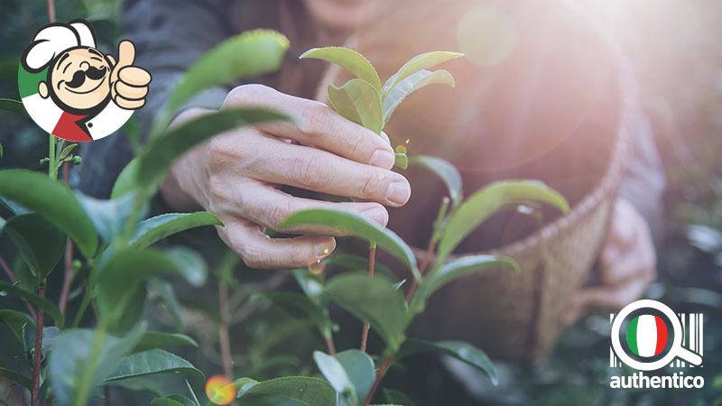 FORAGING CIBO SELVATICO