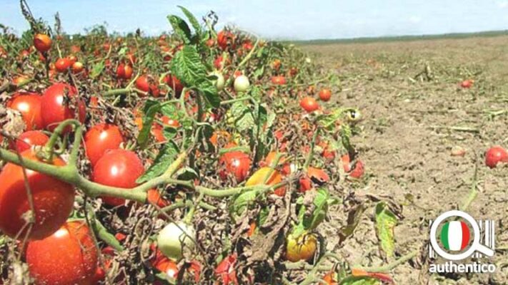 pomodoro italiano